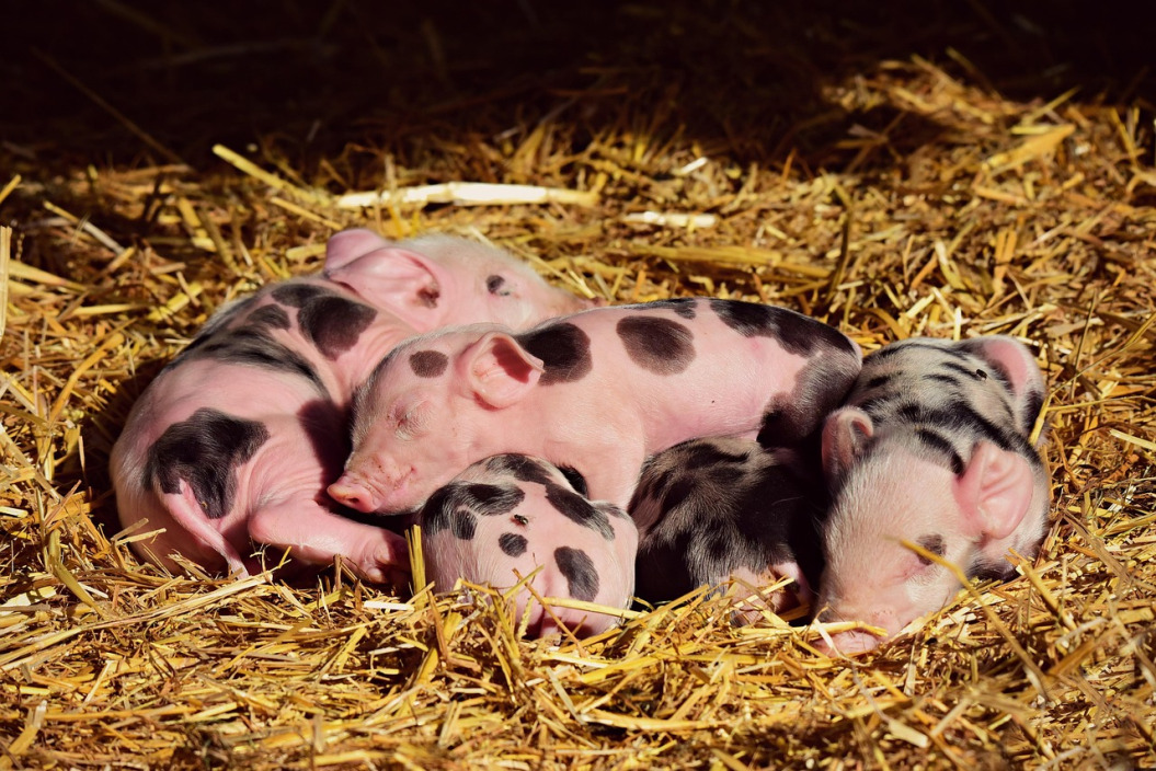 pig farm pigs barn